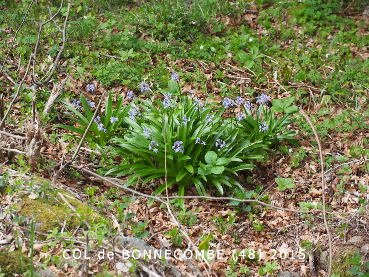 Squill, Pyrennean plant